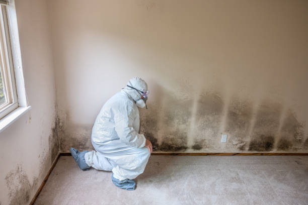 Best Mold Damage Repair  in Fairhope, PA