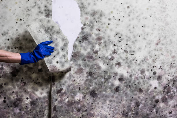 Best Water Damage Restoration  in Fairhope, PA