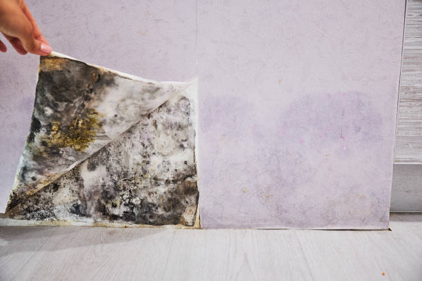 Best Office Mold Removal Services  in Fairhope, PA